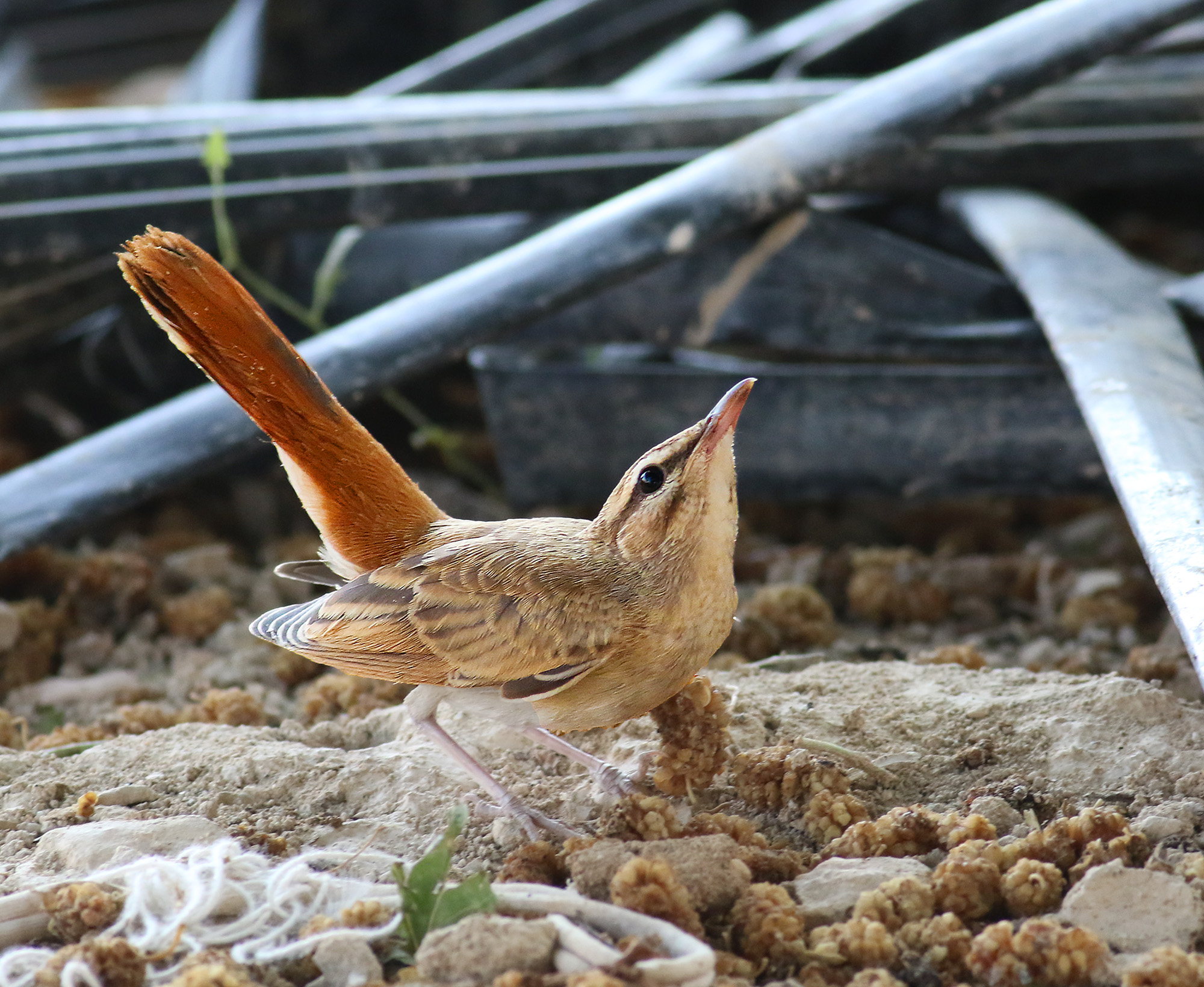 Rufous-tailed Scrub-Robin